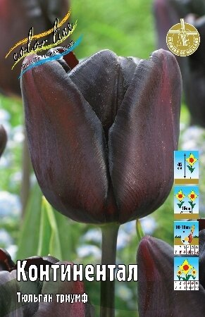 Тюльпан Континентал, триумф, [11/12], { Tulipa Continental }