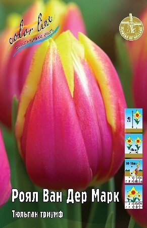 Тюльпан Роял ван дер Марк, триумф, [11/12], { Tulipa Royal Van Der Mark }