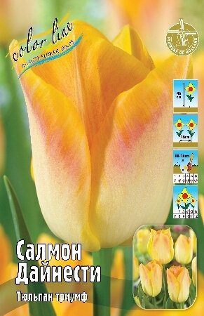 Тюльпан Салмон Дайнести, триумф, [11/12], { Tulipa Salmon Dynasty }