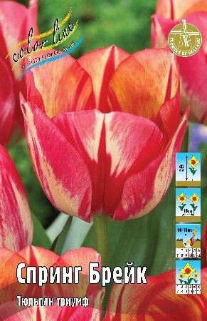 Тюльпан Спринг Брейк, триумф, [11/12], { Tulipa Spryng Break }