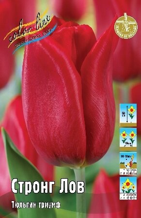 Тюльпан Стронг Лов 14/+, триумф, [14/+], { Tulipa Strong Love }