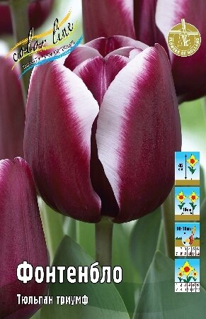 Тюльпан Фонтенбло, триумф, [11/12], { Tulipa Fontainebleau }