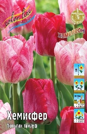 Тюльпан Хемисфер, триумф, [11/12], { Tulipa Hemisphere }