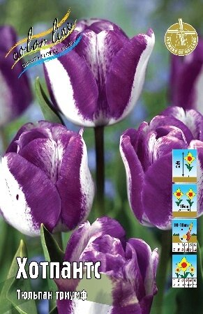 Тюльпан Хотпантс, триумф, [11/12], { Tulipa Hotpants }