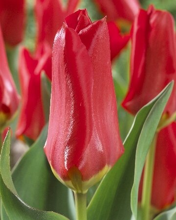 Тюльпан Мадам Лефебр, фост., [11/12], { Tulipa Madame Lefeber }