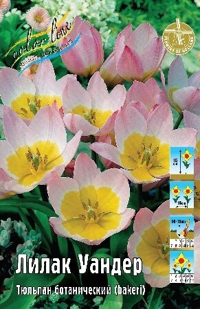 Тюльпан Лилак Уандер, видовые, [6/7], { Tulipa bakeri Lilac Wonder }