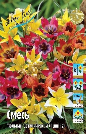 Тюльпан Ботаническая смесь, видовые, [6/7-8/9], { Tulipa humilis mix }