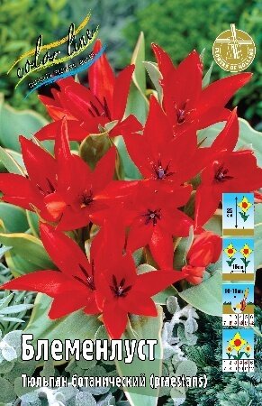 Тюльпан Блеменлуст, видовые, [9/10], { Tulipa praestans Bloemenlust }