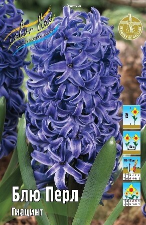 Гиацинт Блю Перл, , [14/15], { Hyacinth Blue Pearl }