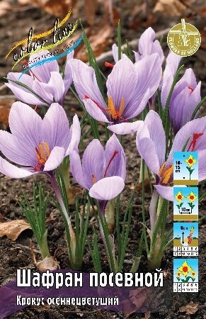 Крокус Шафран посевной, (осеннецвет.), [8/9], { Crocus sativus (autumn) }