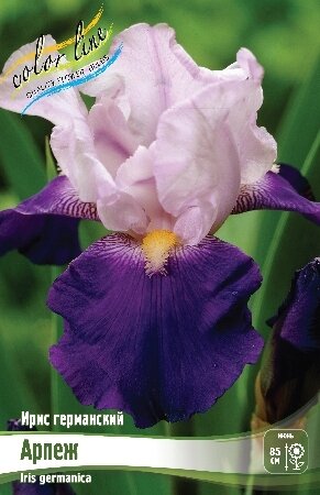 ИРИС ГЕРМАНСКИЙ АРПЕЖ, [ I ], (Iris germanica Arpege)