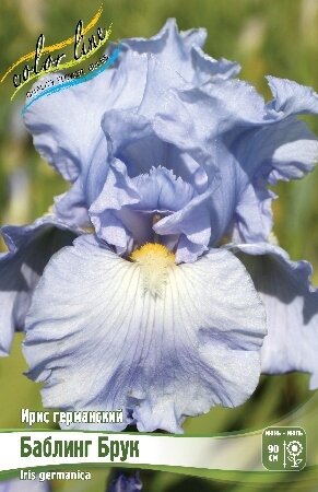 ИРИС ГЕРМАНСКИЙ БАБЛИНГ БРУК, [ I ], (Iris germanica Babbling Brook)