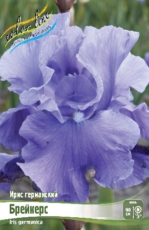 ИРИС ГЕРМАНСКИЙ БРЕЙКЕРС, [ I ], (Iris germanica Breakers)