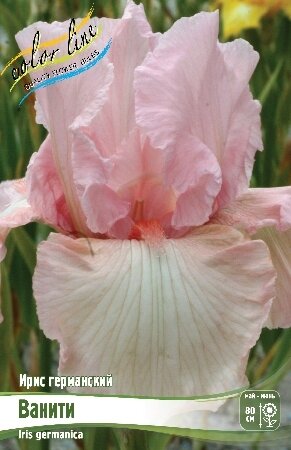 ИРИС ГЕРМАНСКИЙ ВАНИТИ, [ I ], (Iris germanica Vanity)