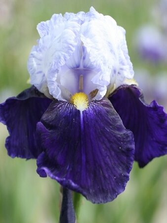 ИРИС ГЕРМАНСКИЙ НАЙТ ЭДИШН, [ I ], (Iris germanica Night Edition)