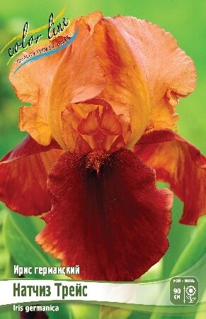 ИРИС ГЕРМАНСКИЙ НАТЧИЗ ТРЕЙС, [ I ], (Iris germanica Natchez Trace)