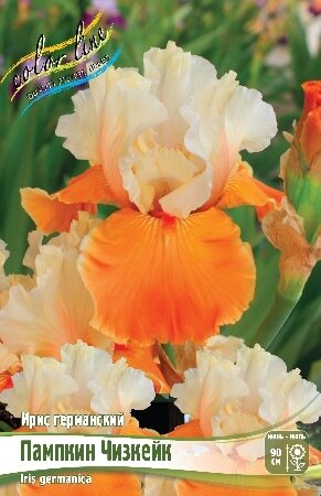 ИРИС ГЕРМАНСКИЙ ПАМПКИН ЧИЗКЕЙК, [ I ], (Iris germanica Pumpkin Cheesecake)