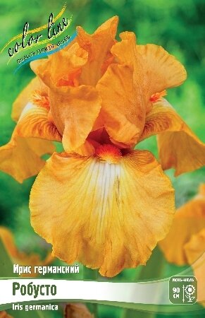 ИРИС ГЕРМАНСКИЙ РОБУСТО, [ I ], (Iris germanica Robusto)