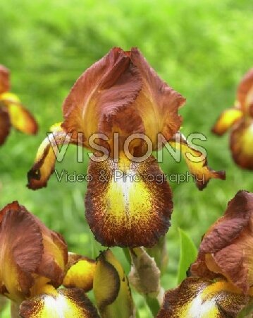 ИРИС ГЕРМАНСКИЙ СПРЕКЛЕС, [ I ], (Iris germanica Spreckles)