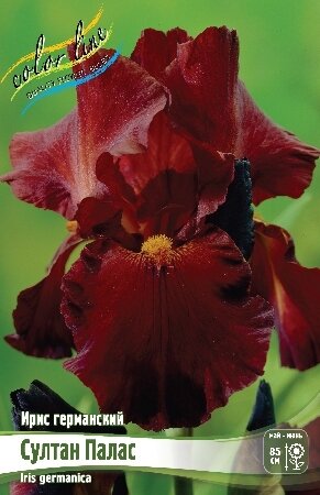 ИРИС ГЕРМАНСКИЙ СУЛТАН ПАЛАС, [ I ], (Iris germanica Sultans Palace)