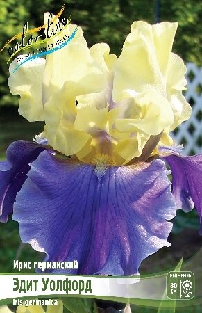 ИРИС ГЕРМАНСКИЙ ЭДИТ УОЛФОРД, [ I ], (Iris germanica Edith Wolford)