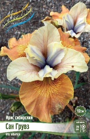 ИРИС СИБИРСКИЙ САН ГРУВЗ, [ I ], (Iris sibirica Sun Grooves)