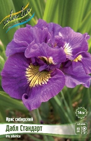 ИРИС СИБИРСКИЙ ДАБЛ СТАНДАРТ, [ I ], (Iris sibirica Double Standard)