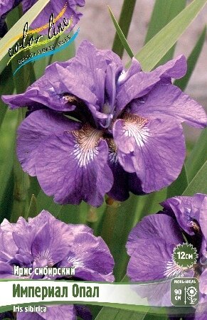 ИРИС СИБИРСКИЙ ИМПЕРИАЛ ОПАЛ, [ I ], (Iris sibirica Imperial Opal)