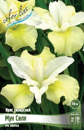 ИРИС СИБИРСКИЙ МУН СИЛК, [ I ], (Iris sibirica Moon Silk)