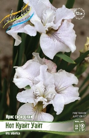 ИРИС СИБИРСКИЙ НОТ КУАЙТ УАЙТ, [ I ], (Iris sibirica Not Quite White)