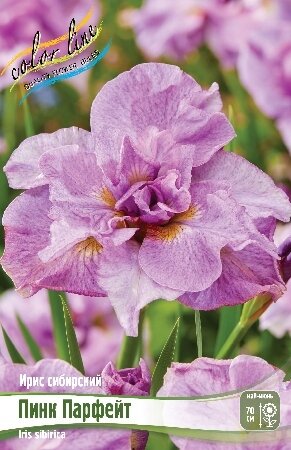 ИРИС СИБИРСКИЙ ПИНК ПАРФЕЙТ, [ I ], (Iris sibirica Pink Parfait)