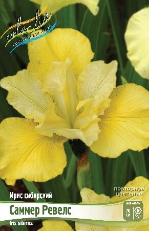 ИРИС СИБИРСКИЙ САММЕР РЕВЕЛС, [ I ], (Iris sibirica Summer Revels)