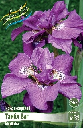 ИРИС СИБИРСКИЙ ТАМБЛ БАГ, [ I ], (Iris sibirica Tumble Bug)