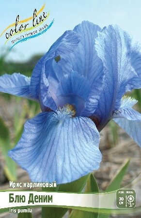 Ирис карликовый БЛЮ ДЕНИМ, [ I ], (Iris pumila Bluedenim)