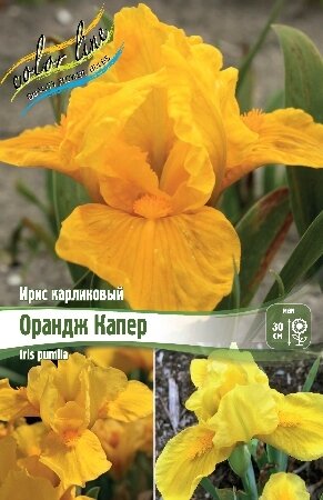 Ирис карликовый ОРАНДЖ КАПЕР, [ I ], (Iris pumila Orange Caper)