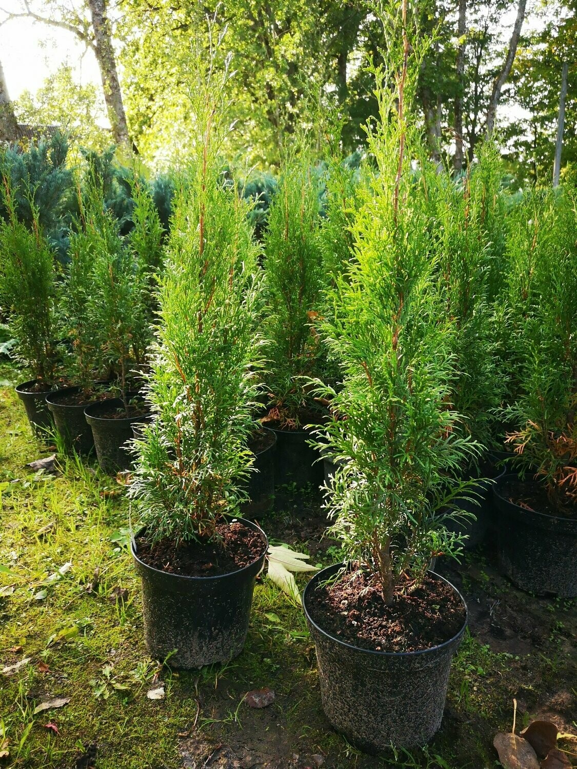 Rietumu tūja "Smaragd"