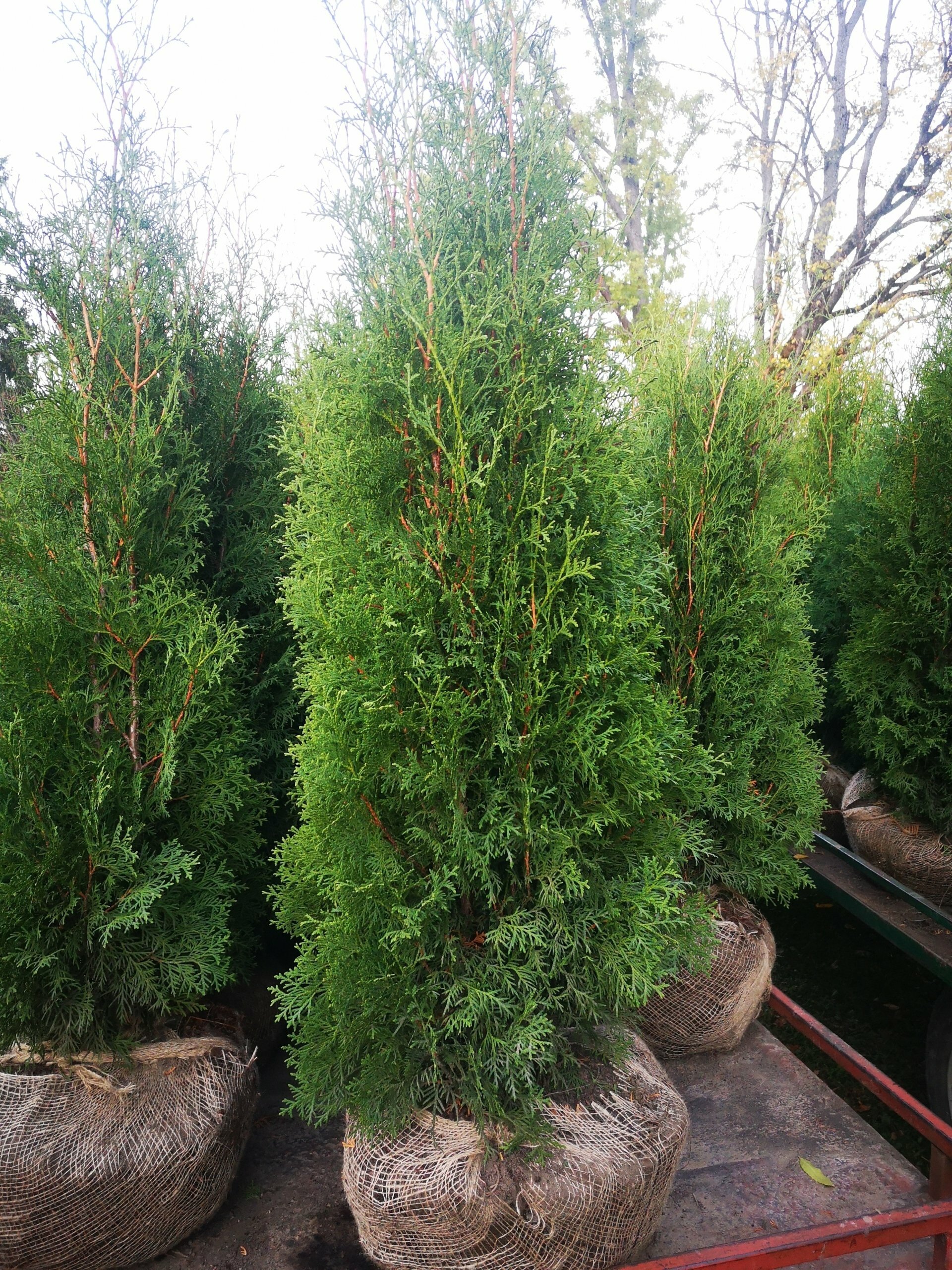 Rietumu tūja “Boothii”