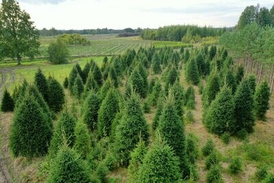 Ziemassvētku eglītes