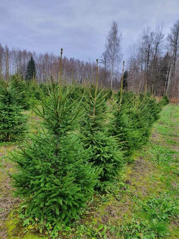 Parastā (zaļā) egle griezta Parastā (zaļā) egle griezta