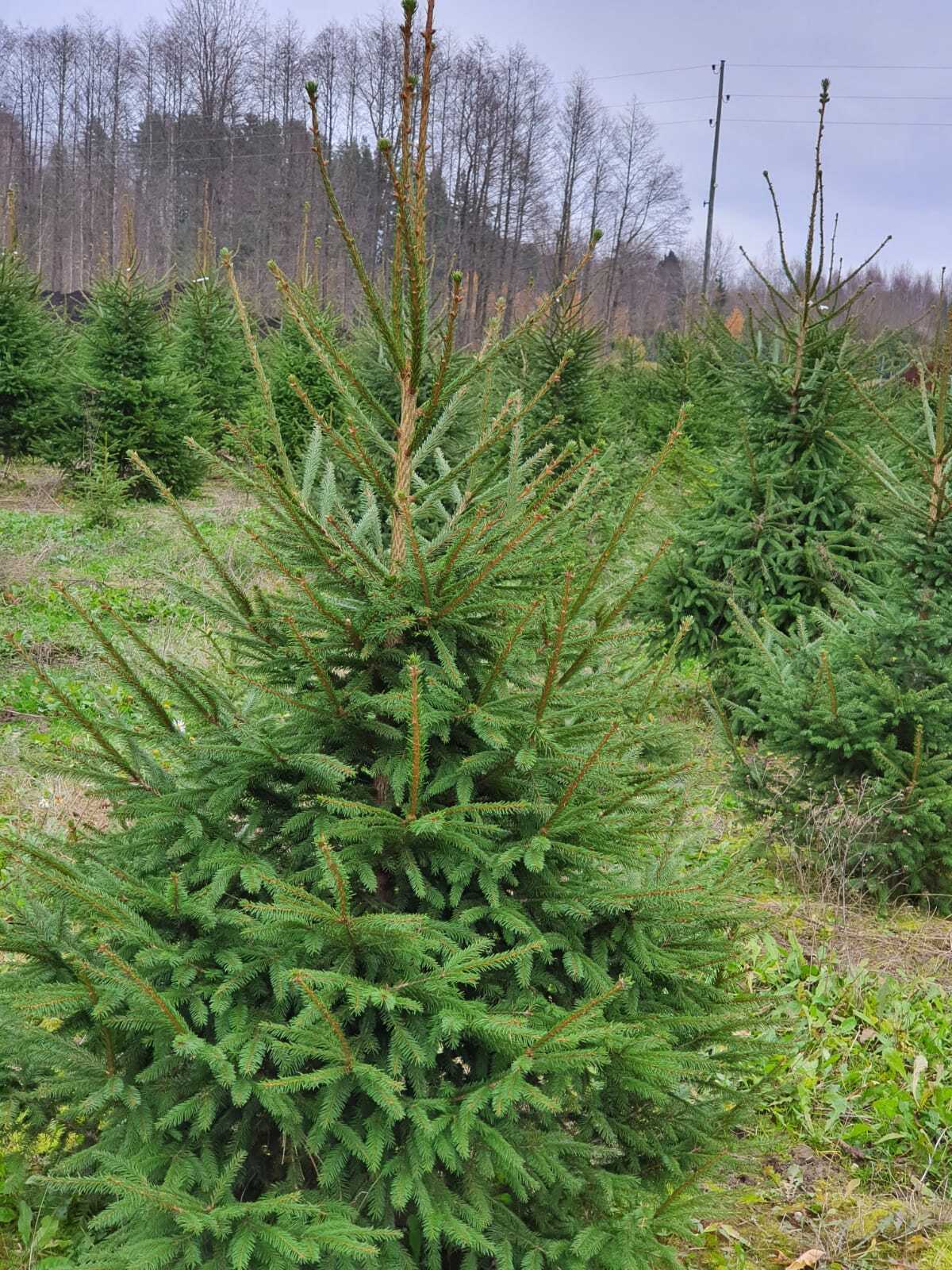 Parastā (zaļā) egle griezta