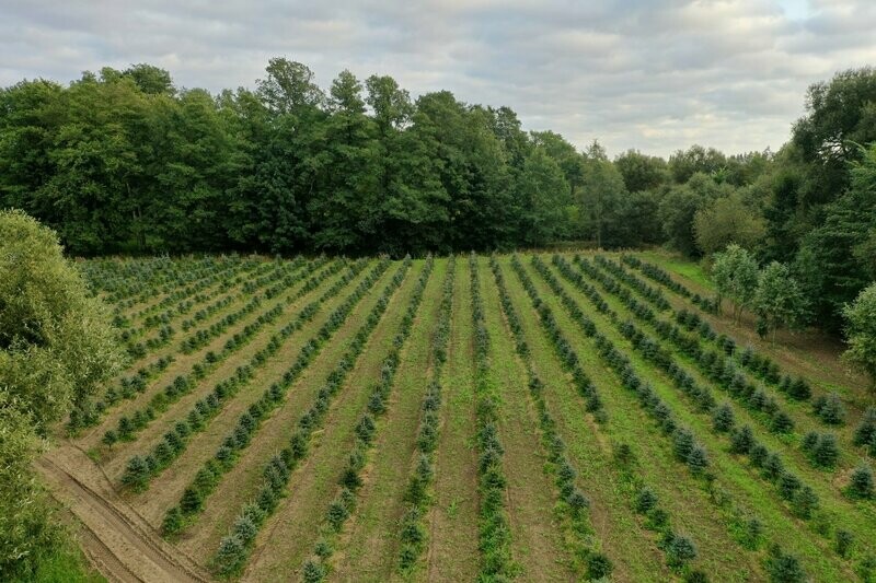 Sudrabegle griezta Sudrabegle griezta