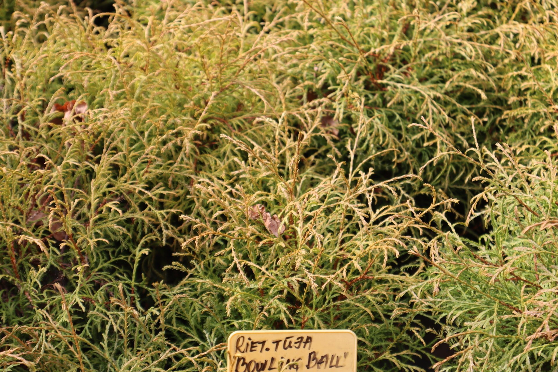 Rietumu tūja Mr. Bowling Ball