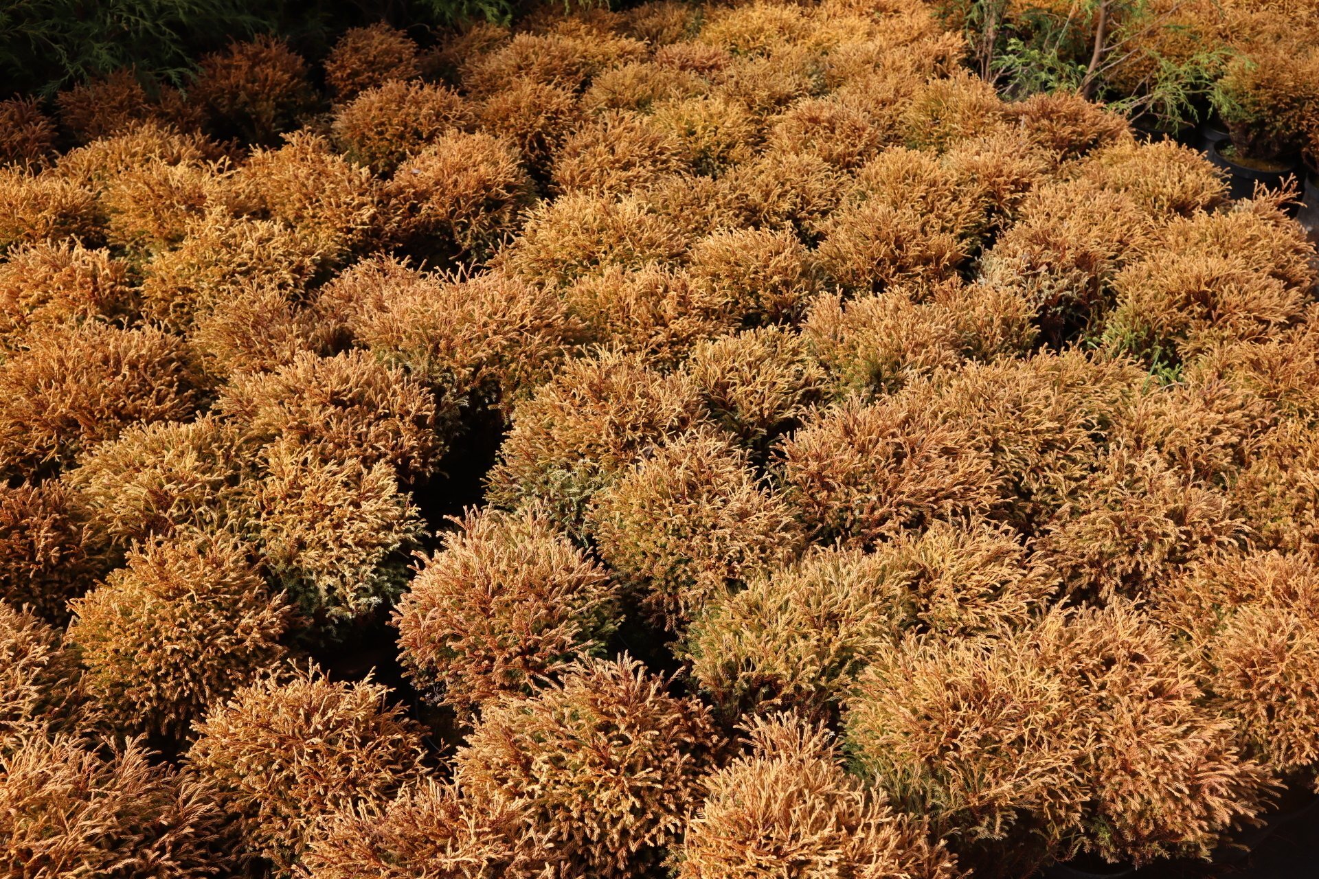 Rietumu tūja Golden Tuffet