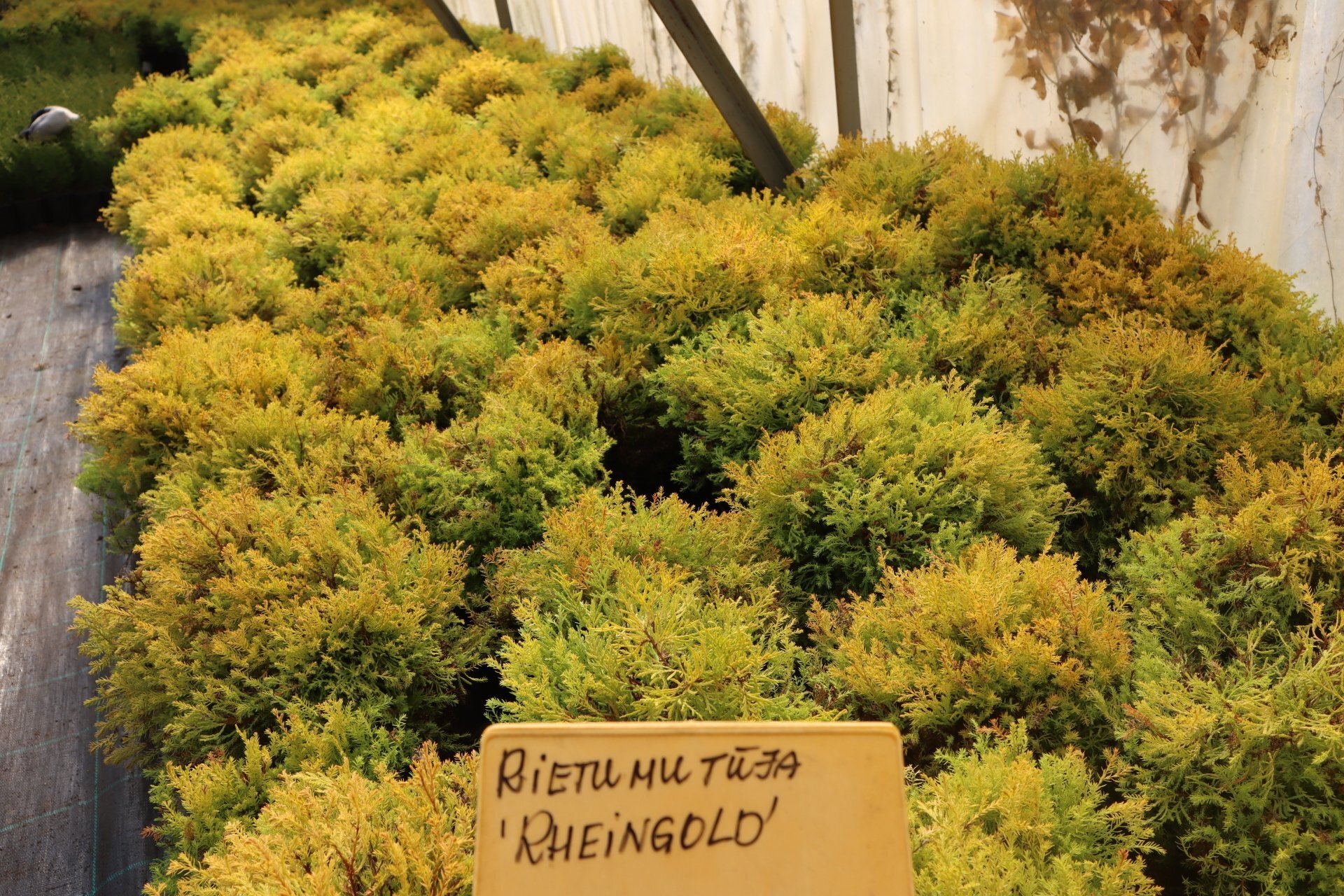 Rietumu tūja Rheingold