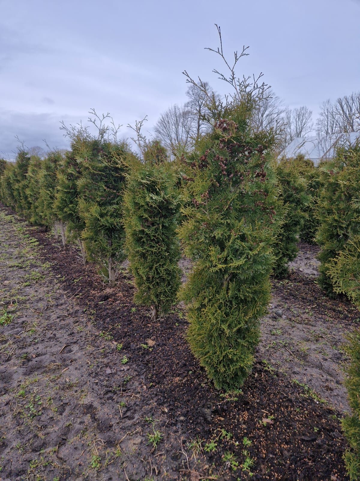 Rietumu tūja “Holmstrup”