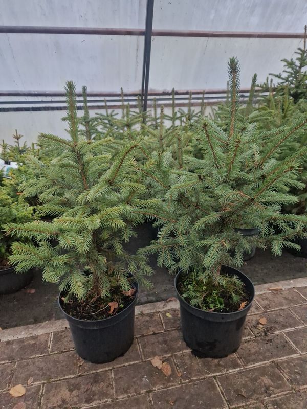 Sudrabegles podos Sudrabegles podos