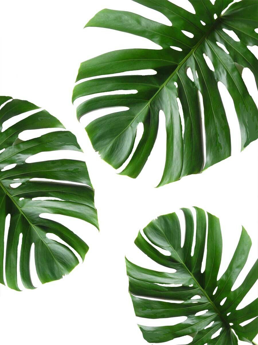 Tropical Minimalist Leaf Poster