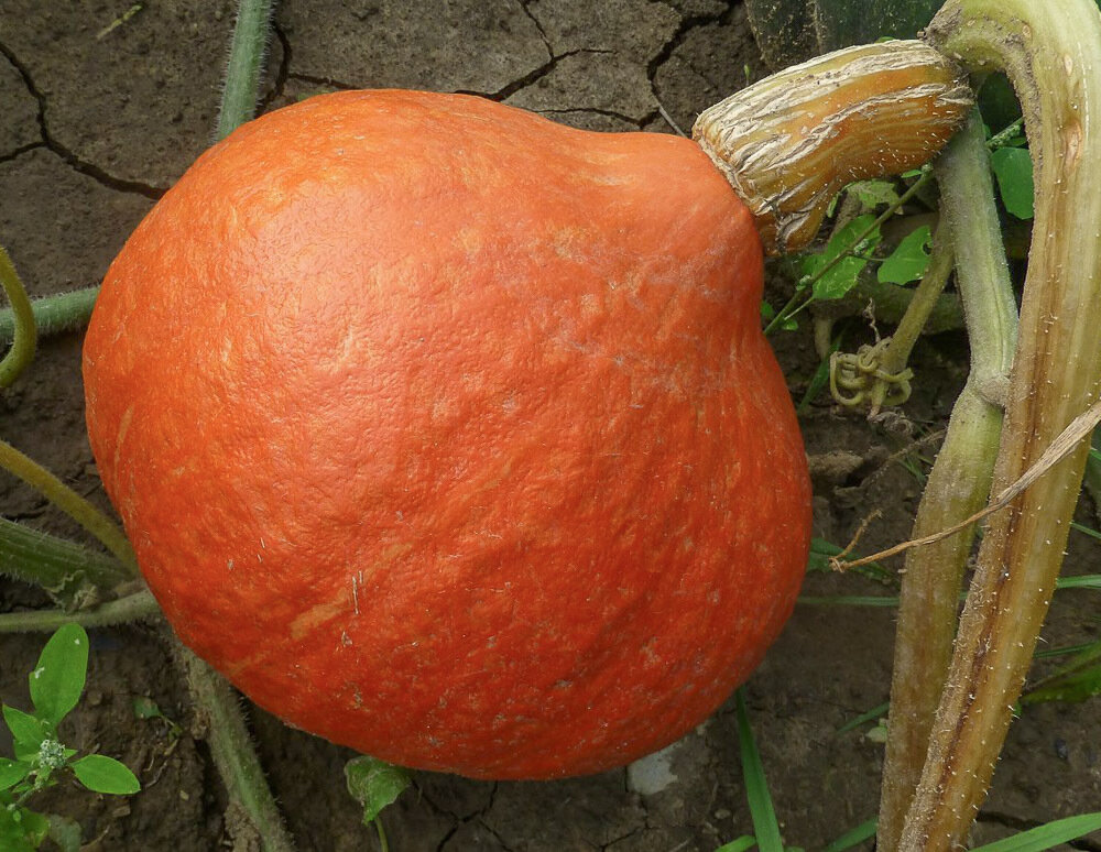 Gresskar - Hokkaido Red Kuri