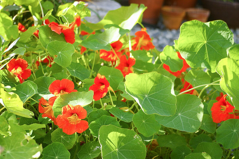 Blomkarse- Busk