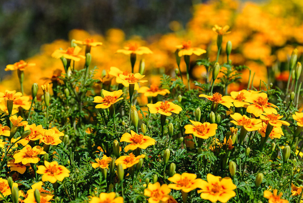 Tagetes- oransje, Fløyelsblomst